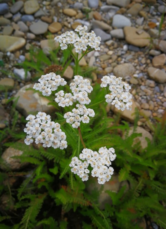 AYVA